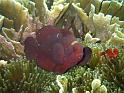 poisson clown